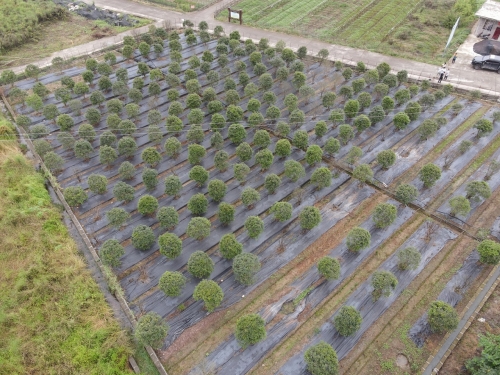 內(nèi)江三江壩苗圃基地